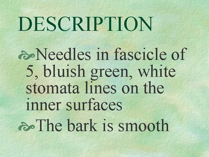 DESCRIPTION Needles in fascicle of 5, bluish green, white stomata lines on the inner
