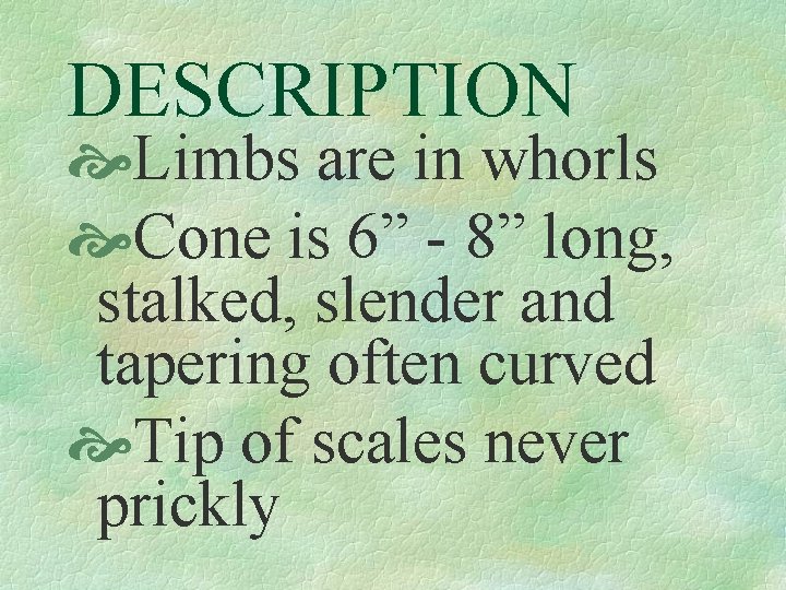 DESCRIPTION Limbs are in whorls Cone is 6” - 8” long, stalked, slender and