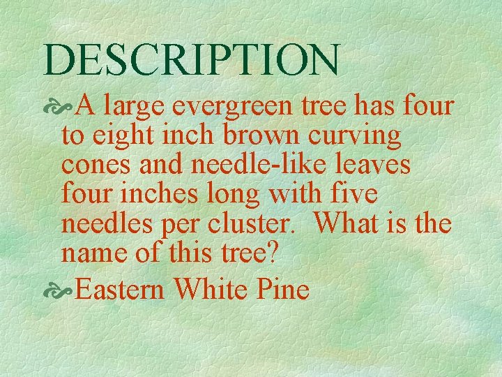DESCRIPTION A large evergreen tree has four to eight inch brown curving cones and