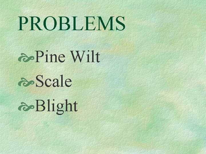 PROBLEMS Pine Wilt Scale Blight 