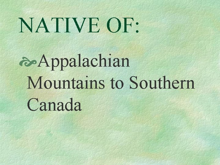 NATIVE OF: Appalachian Mountains to Southern Canada 