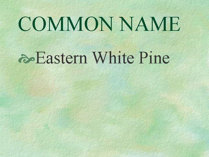 COMMON NAME Eastern White Pine 