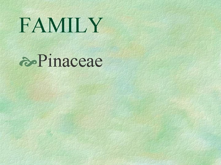 FAMILY Pinaceae 