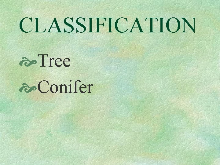 CLASSIFICATION Tree Conifer 