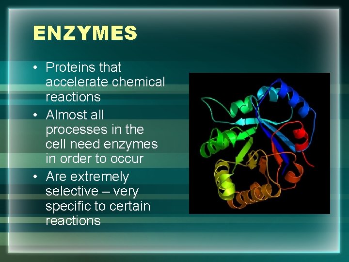 ENZYMES • Proteins that accelerate chemical reactions • Almost all processes in the cell