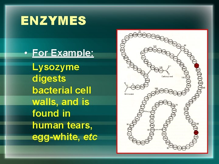 Enzymes Our Key to Biochemical Reactions ENZYMES Proteins