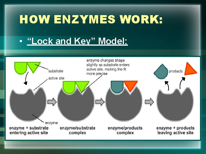 HOW ENZYMES WORK: • “Lock and Key” Model: 