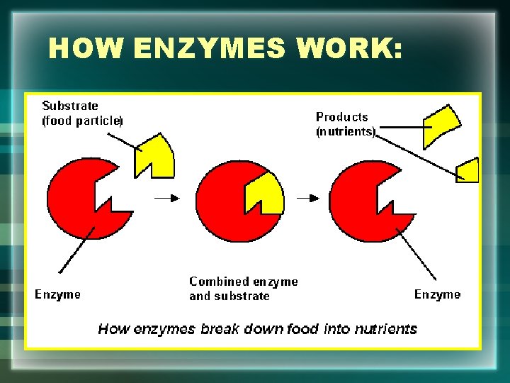 HOW ENZYMES WORK: 