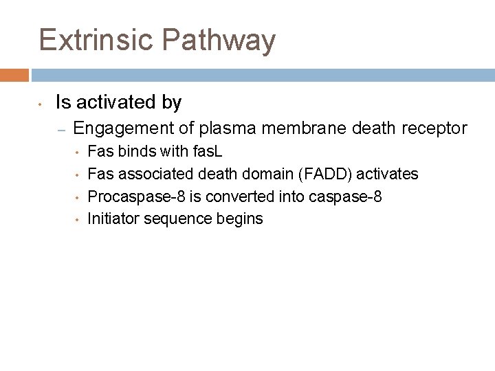 Extrinsic Pathway • Is activated by – Engagement of plasma membrane death receptor •