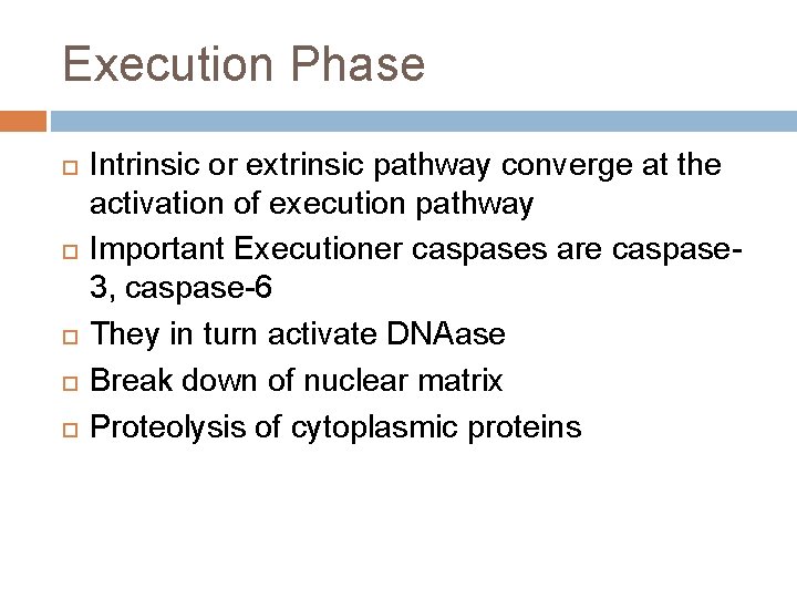 Execution Phase Intrinsic or extrinsic pathway converge at the activation of execution pathway Important