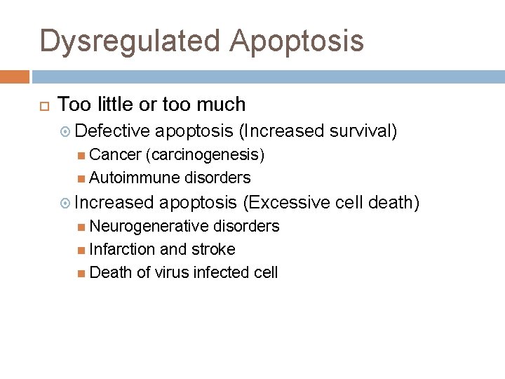 Dysregulated Apoptosis Too little or too much Defective apoptosis (Increased survival) Cancer (carcinogenesis) Autoimmune