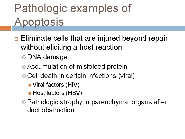 Pathologic examples of Apoptosis Eliminate cells that are injured beyond repair without eliciting a