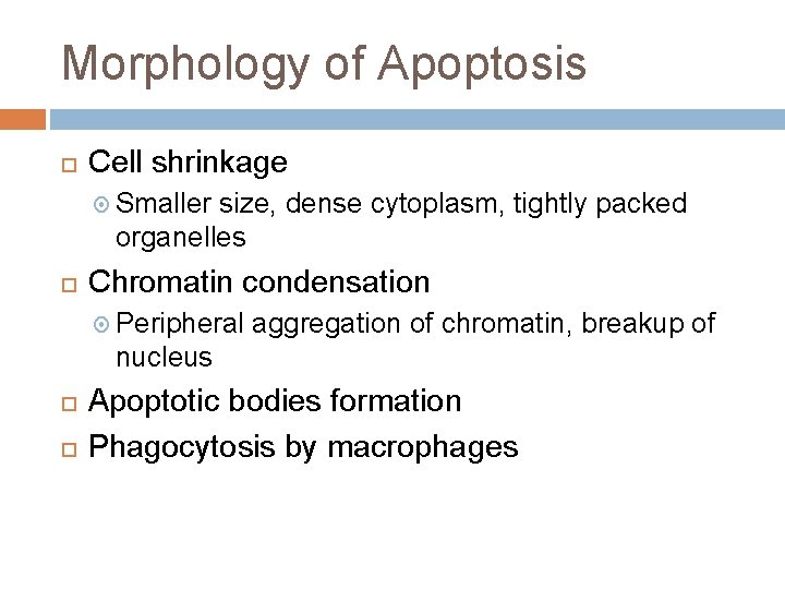 Morphology of Apoptosis Cell shrinkage Smaller size, dense cytoplasm, tightly packed organelles Chromatin condensation