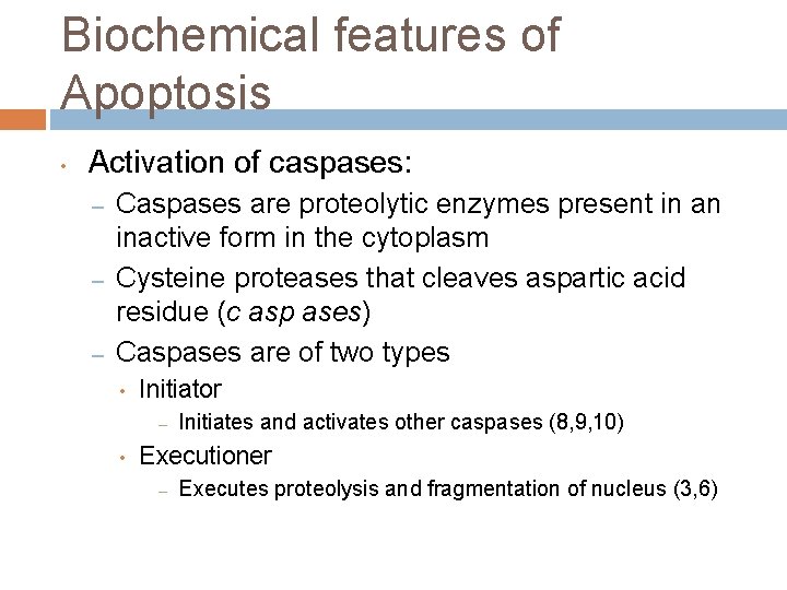 Biochemical features of Apoptosis • Activation of caspases: – – – Caspases are proteolytic