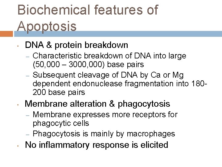 Biochemical features of Apoptosis • DNA & protein breakdown – – • Membrane alteration