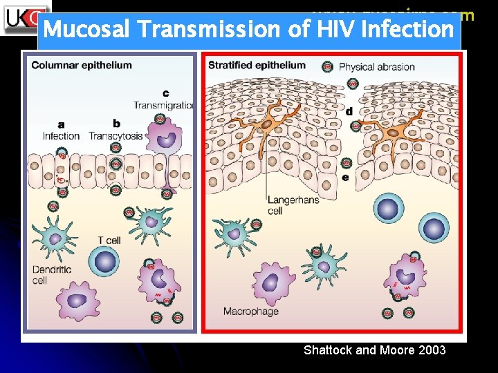www. guscairns. com Mucosal Transmission of HIV Infection Shattock and Moore 2003 