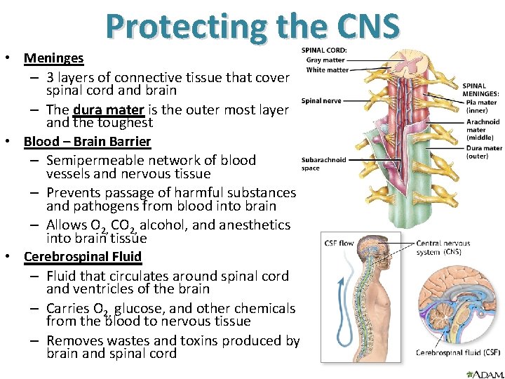 Protecting the CNS • Meninges – 3 layers of connective tissue that cover spinal