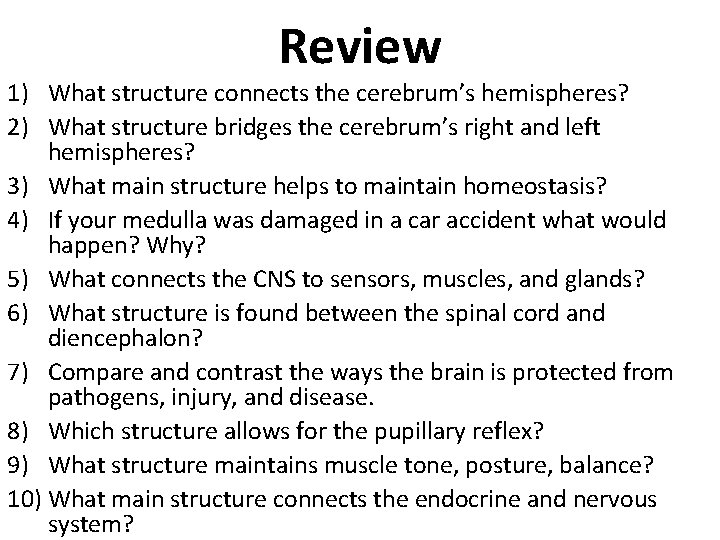 Review 1) What structure connects the cerebrum’s hemispheres? 2) What structure bridges the cerebrum’s