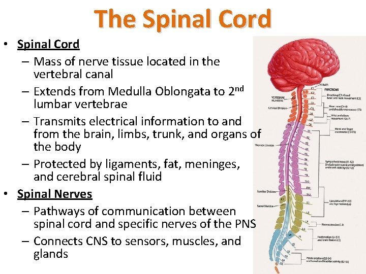 The Spinal Cord • Spinal Cord – Mass of nerve tissue located in the