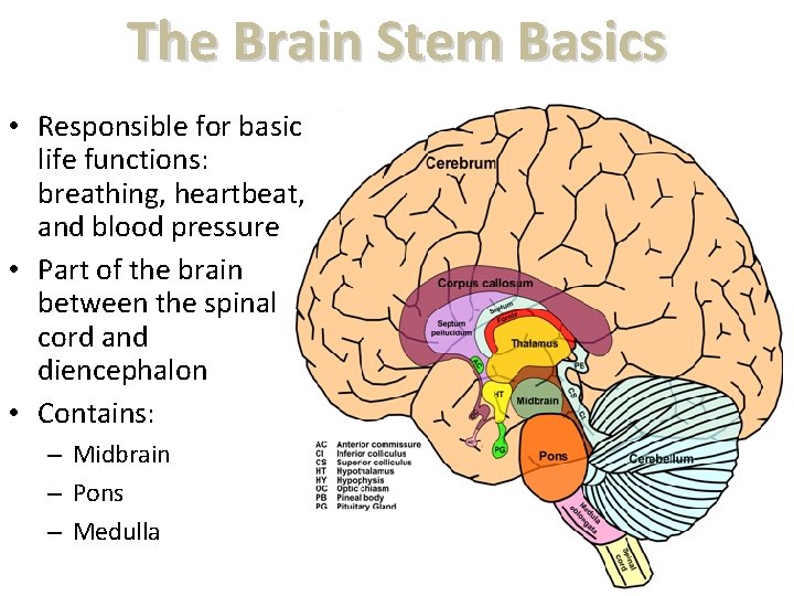 The Brain Stem Basics • Responsible for basic life functions: breathing, heartbeat, and blood