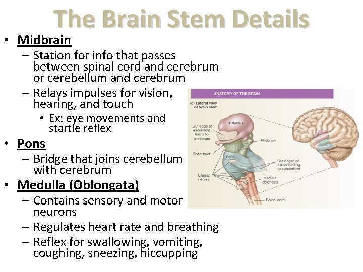 The Brain Stem Details • Midbrain – Station for info that passes between spinal