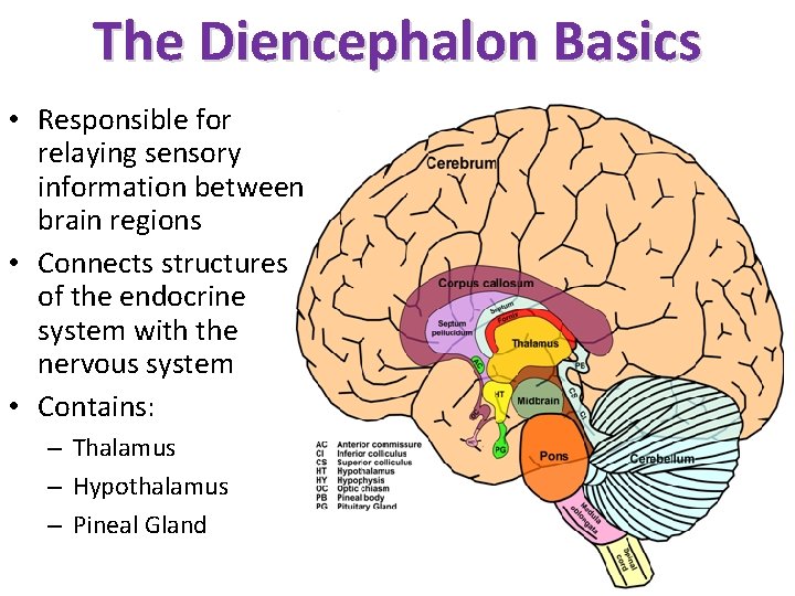 The Diencephalon Basics • Responsible for relaying sensory information between brain regions • Connects