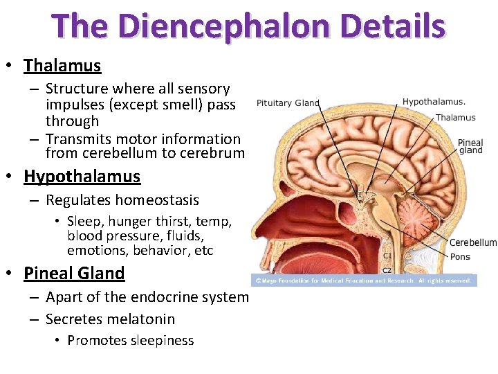 The Diencephalon Details • Thalamus – Structure where all sensory impulses (except smell) pass