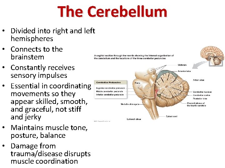 The Cerebellum • Divided into right and left hemispheres • Connects to the brainstem