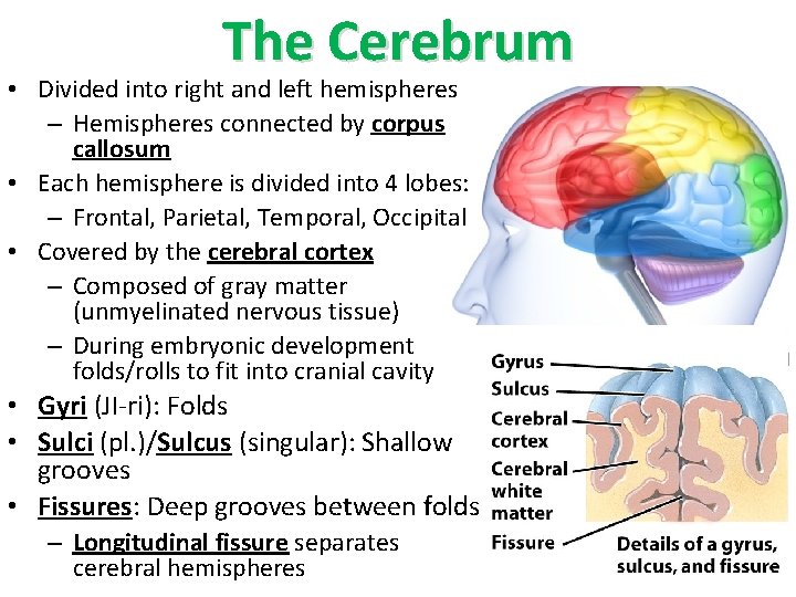 The Cerebrum • Divided into right and left hemispheres – Hemispheres connected by corpus