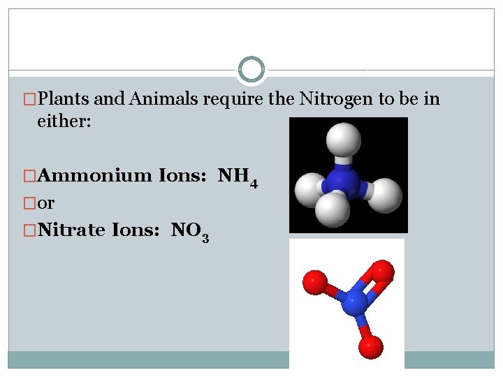 �Plants and Animals require the Nitrogen to be in either: �Ammonium Ions: NH 4