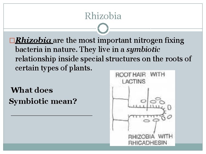 Rhizobia �Rhizobia are the most important nitrogen fixing bacteria in nature. They live in