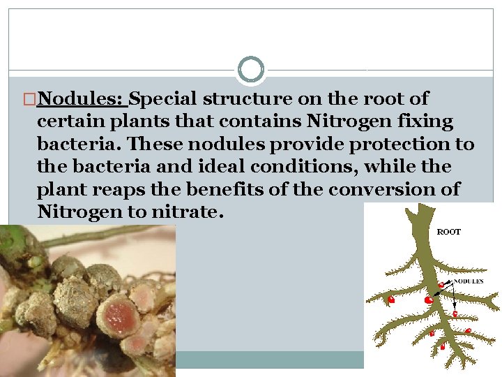 �Nodules: Special structure on the root of certain plants that contains Nitrogen fixing bacteria.