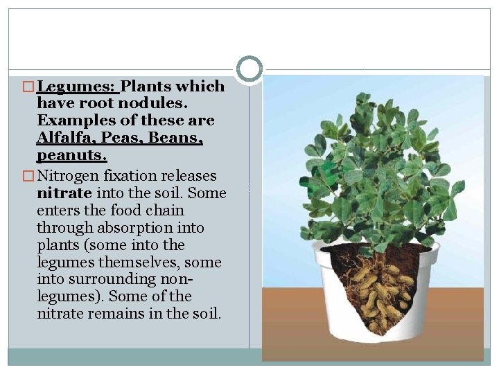 � Legumes: Plants which have root nodules. Examples of these are Alfalfa, Peas, Beans,