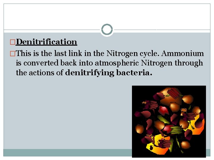 �Denitrification �This is the last link in the Nitrogen cycle. Ammonium is converted back