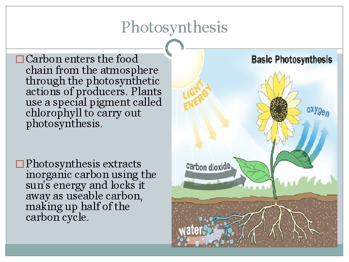 Photosynthesis � Carbon enters the food chain from the atmosphere through the photosynthetic actions