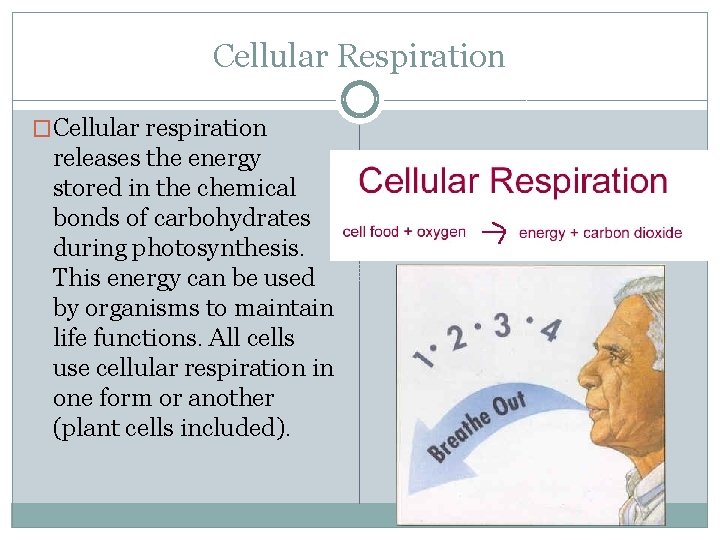 Cellular Respiration �Cellular respiration releases the energy stored in the chemical bonds of carbohydrates