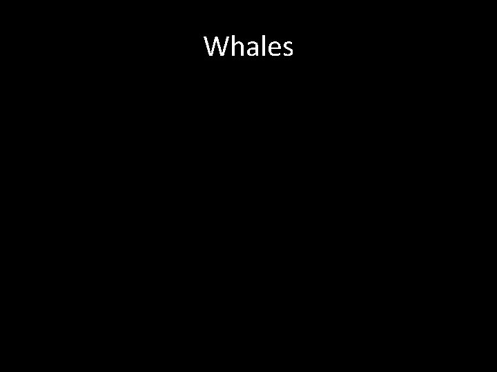 Whales 