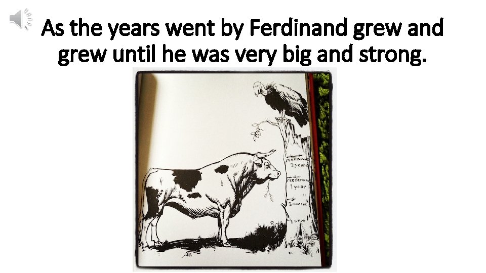 As the years went by Ferdinand grew until he was very big and strong.