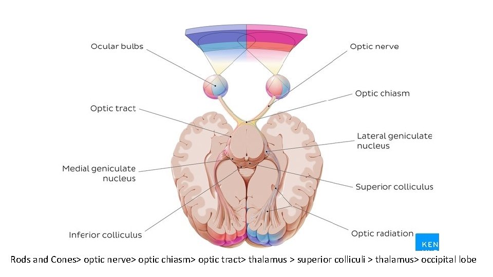 Rods and Cones> optic nerve> optic chiasm> optic tract> thalamus > superior colliculi >