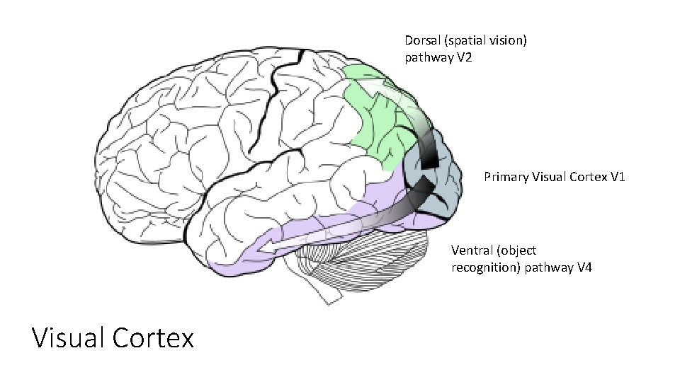 Dorsal (spatial vision) pathway V 2 Primary Visual Cortex V 1 Ventral (object recognition)