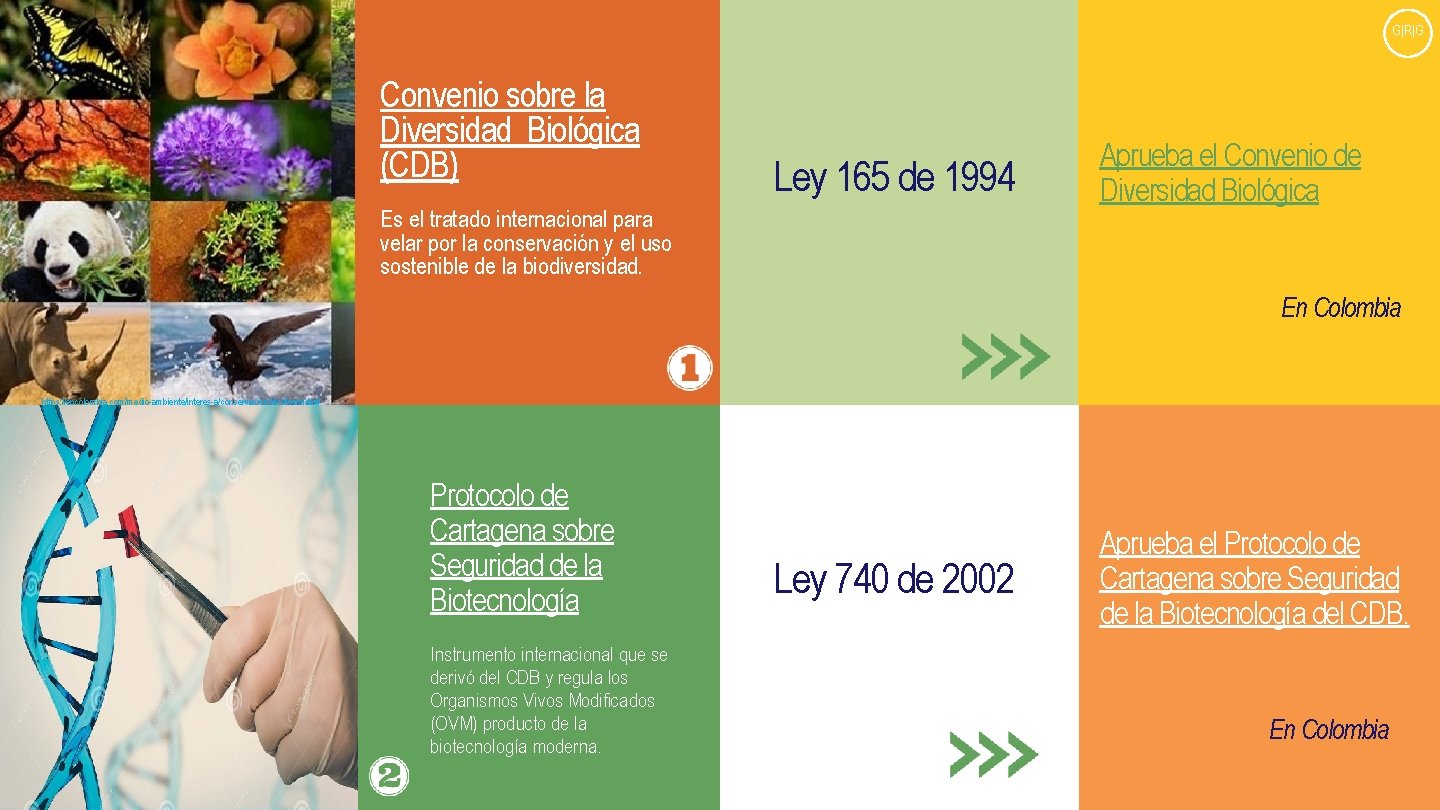 G|R|G Convenio sobre la Diversidad Biológica (CDB) Ley 165 de 1994 Es el tratado