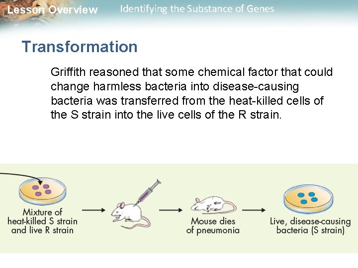 Lesson Overview Identifying the Substance of Genes Transformation Griffith reasoned that some chemical factor