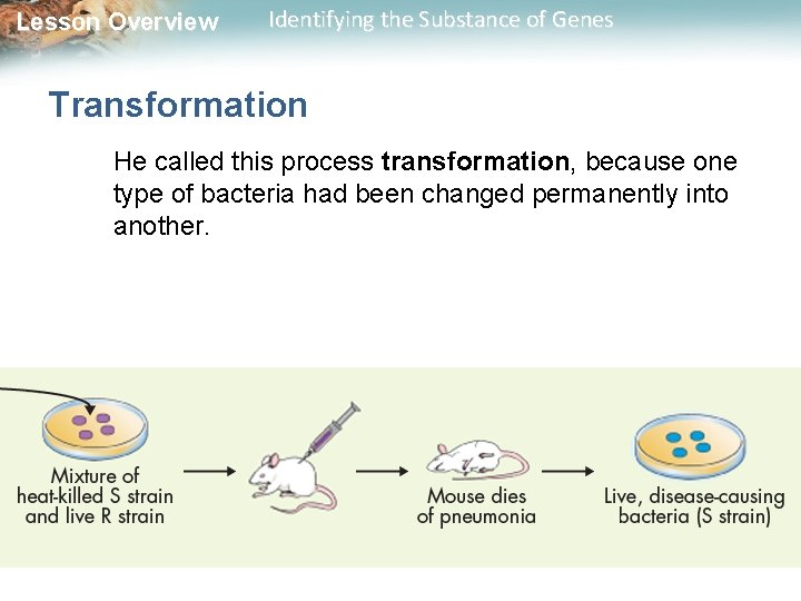 Lesson Overview Identifying the Substance of Genes Transformation He called this process transformation, because