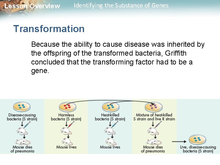Lesson Overview Identifying the Substance of Genes Transformation Because the ability to cause disease