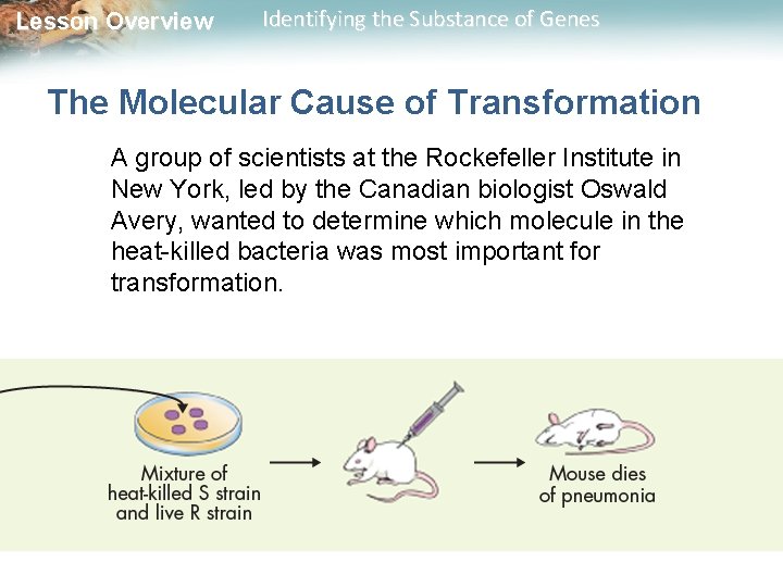 Lesson Overview Identifying the Substance of Genes The Molecular Cause of Transformation A group