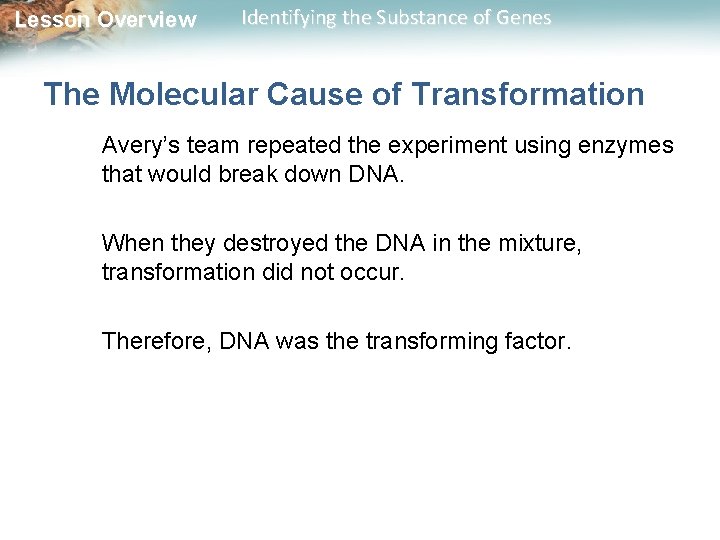 Lesson Overview Identifying the Substance of Genes The Molecular Cause of Transformation Avery’s team