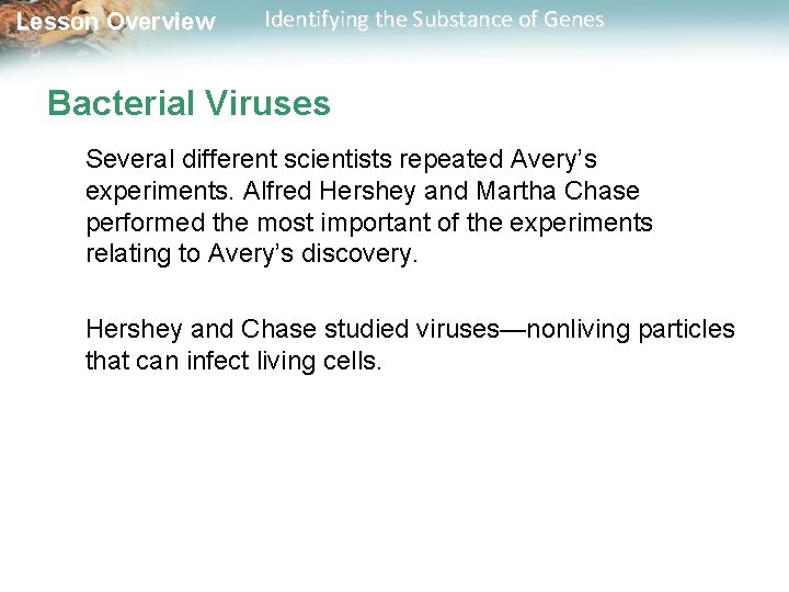 Lesson Overview Identifying the Substance of Genes Bacterial Viruses Several different scientists repeated Avery’s