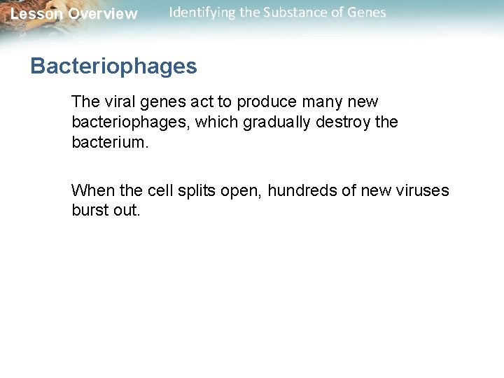 Lesson Overview Identifying the Substance of Genes Bacteriophages The viral genes act to produce
