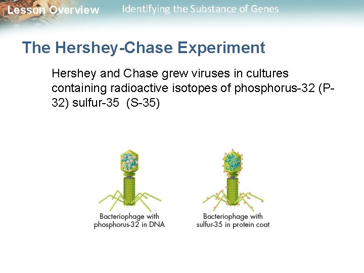 Lesson Overview Identifying the Substance of Genes The Hershey-Chase Experiment Hershey and Chase grew