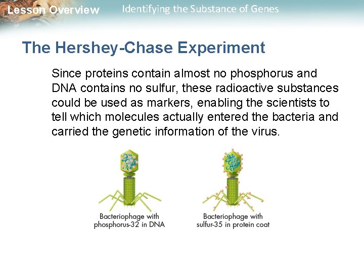 Lesson Overview Identifying the Substance of Genes The Hershey-Chase Experiment Since proteins contain almost